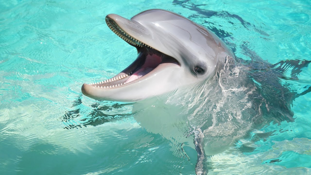 Nadar con delfines en Punta Cana, Delfines especataculo, delfines Bayahibe