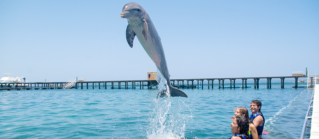 Nadar con delfines en Punta Cana